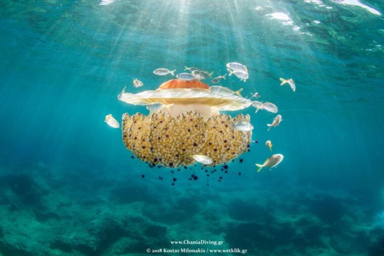 crete-snorkeling-and-boat-tour-experience-in-chania