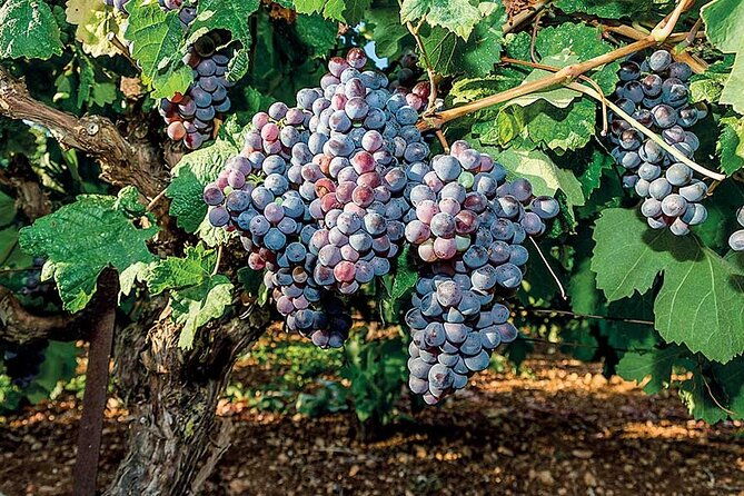 crete-wine-olive-oil-tour