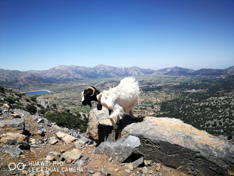 crete-zeus-birthplace-and-lassithi-plateau-day-tour