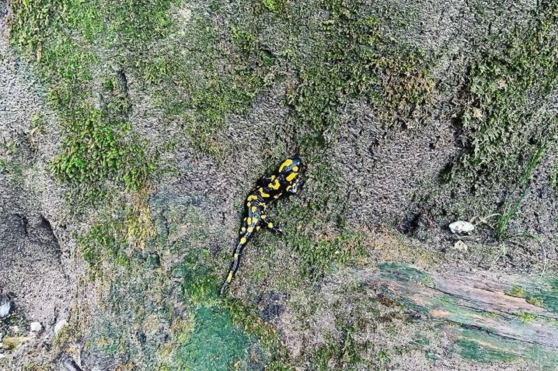 croatia-plitvice-lakes-private-tour-with-hotel-pickup