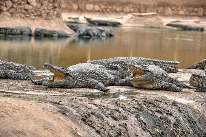 Croco & Anaconda parc Agadir - Who Should Consider This Tour?