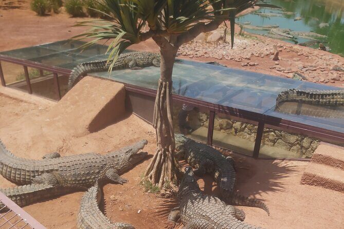Crocodil Park transport and entrance ticket Crocoparc Included - Key Points