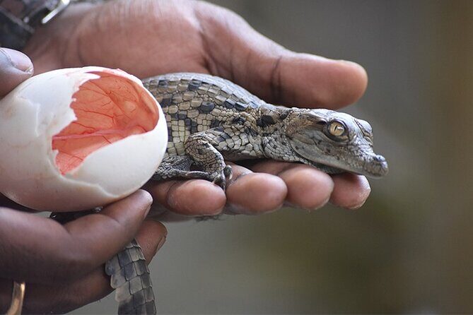 Crocodile Nature Park - Exploring the Crocodile Nature Park and South Mauritius: A Genuine Adventure