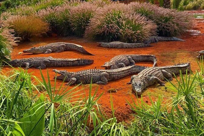 Crocodile Park+ Coco Polizzi including Transportation and entrance - FAQ