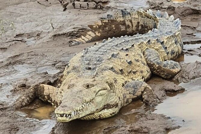 crocodile-safari-tarcoles-river