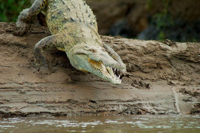 crocodile-safari-tarcoles-river