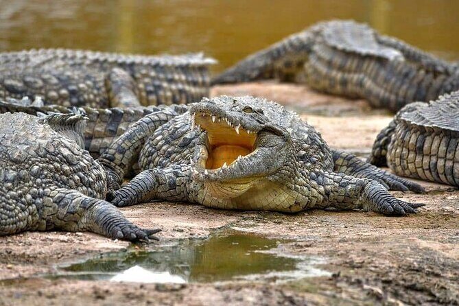 Crocoparc Trip from Agadir - Key Points