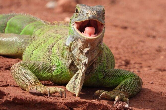 Crocoparc Trip from Agadir - The Itinerary Breakdown