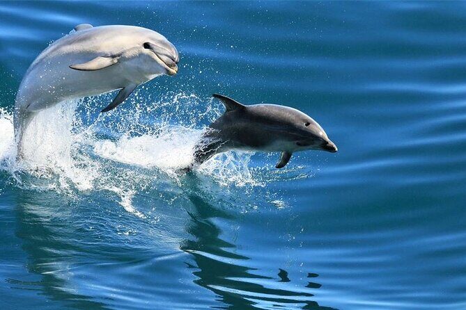Cruise and Snorkeling with Dolphins Including Lunch from Hurghada - FAQ