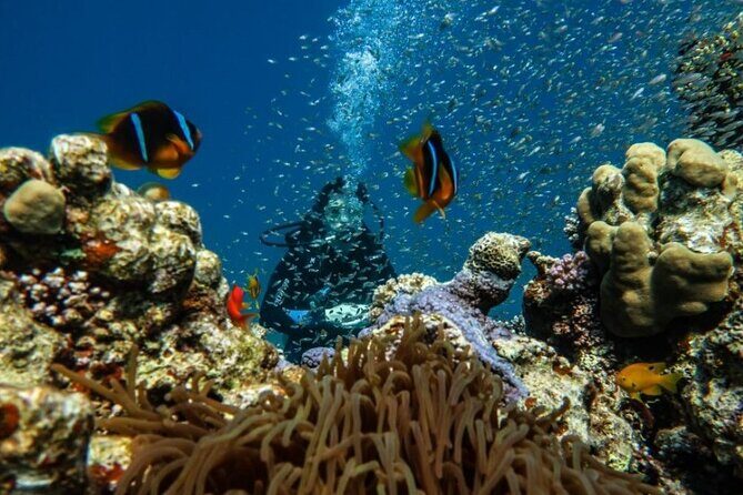 Cruise Experience Half-Day from Aqaba - Things to Keep in Mind
