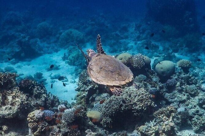 Cruise Experience Half-Day from Aqaba - Final Thoughts: Is This Tour for You?