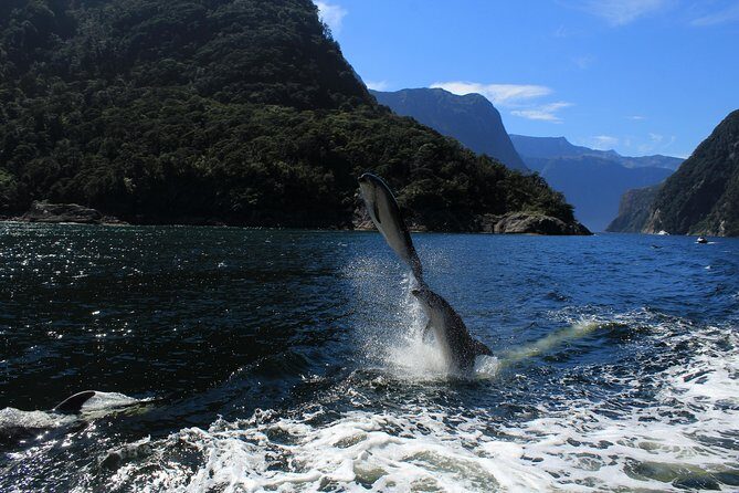 Cruise Milford NZ Small Boutique Cruise Experience - Frequently Asked Questions (FAQs)