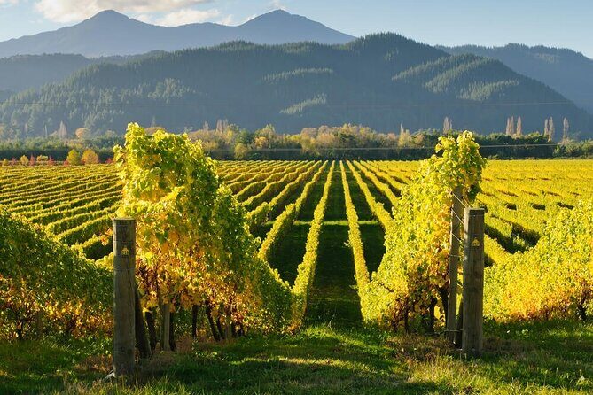 CRUISE SHIP DAY Marlborough Hop On Hop Off Wine Tours - Final Thoughts
