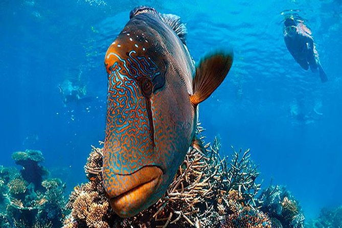cruise-ship-multiple-snorkeling-snacks-music-private-vehicle