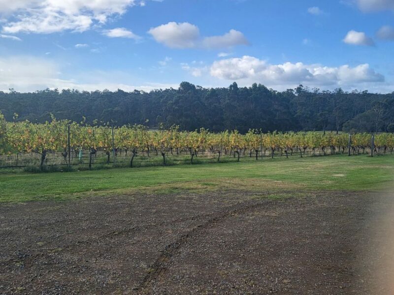 Cruise Ship - Wine Shore Excursion - Hobart - The Itinerary: What Exactly Will You Experience?