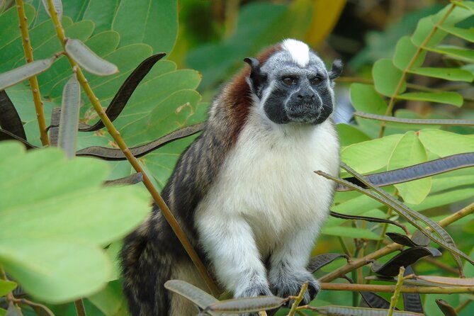 cruise-shore-excursion-panama-wildlife-gatun-lake