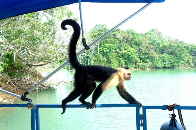 cruise-shore-excursion-panama-wildlife-gatun-lake