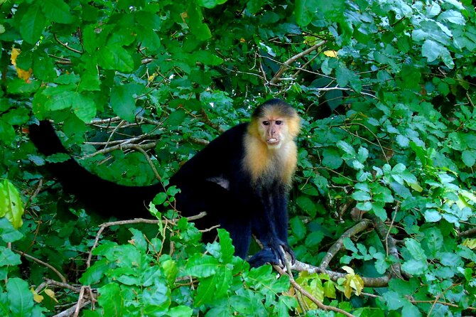 cruise-shore-excursion-panama-wildlife-gatun-lake