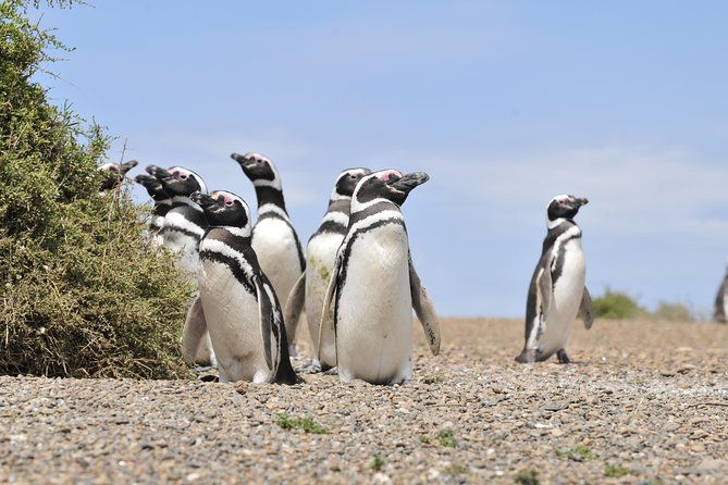 cruise-shore-excursion-punta-tombo-tour-puerto-madryn-patagonia-argentina