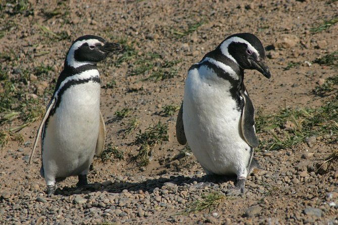 cruise-shore-excursion-punta-tombo-tour-puerto-madryn-patagonia-argentina