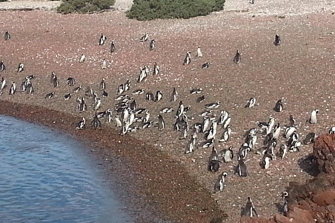 cruise-shore-excursion-punta-tombo-tour-puerto-madryn-patagonia-argentina