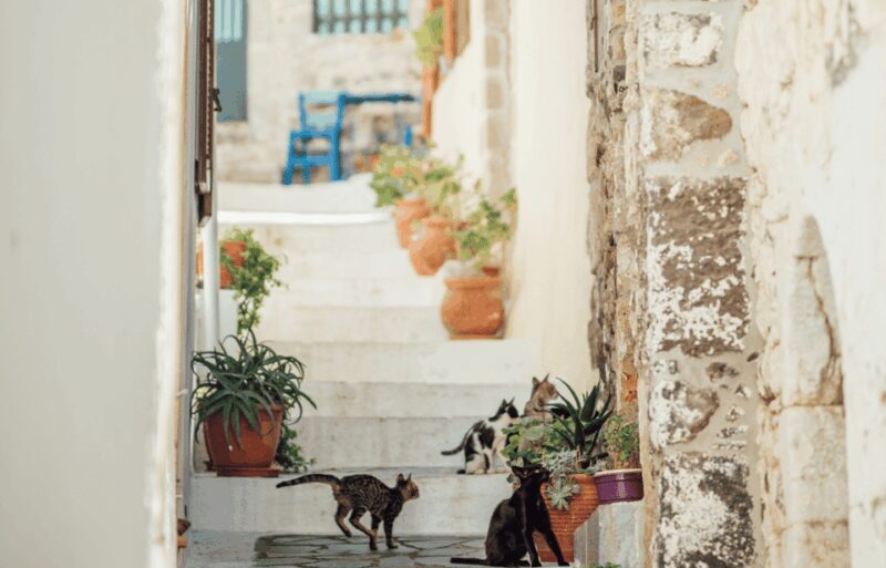 Cruise to Nisyros: Volcano, Nikia Village & Mandraki Trip - Final Thoughts: Who Should Consider This Tour?