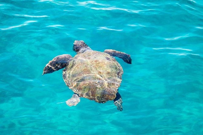 cruise-to-turtles-island-and-caves-with-a-glass-bottom-boat