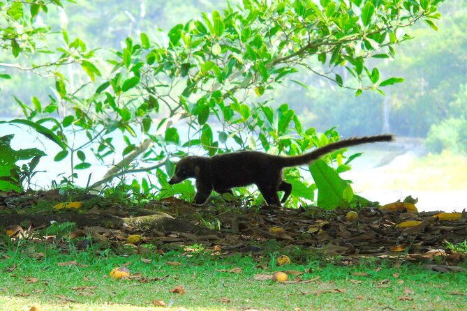 cruiseline-excursion-colon-rainforest-san-lorenzo-fort-and-canal-expansion
