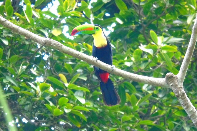 cruiseline-excursion-colon-rainforest-san-lorenzo-fort-and-canal-expansion