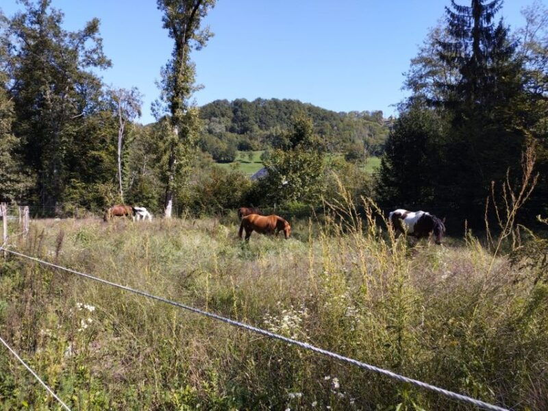 cruseilles-horseback-riding-in-the-countryside