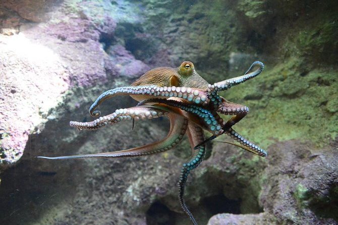crystal-caves-aquarium-city-of-hamilton-and-ferry