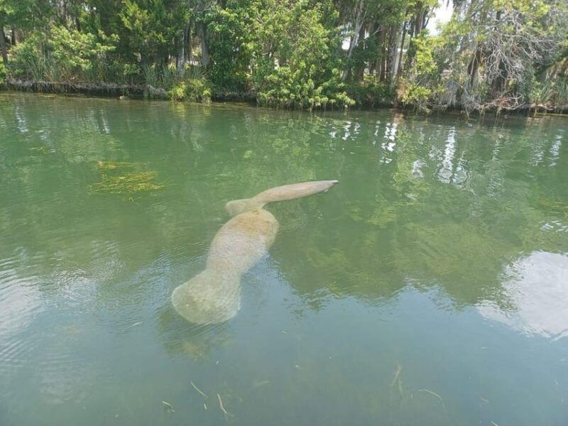 crystal-river-manatee-snorkel-with-in-water-guide