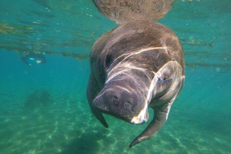 crystal-river-manatee-snorkel-with-in-water-guide