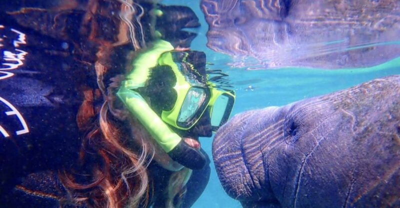 crystal-river-manatee-swim-group-tour