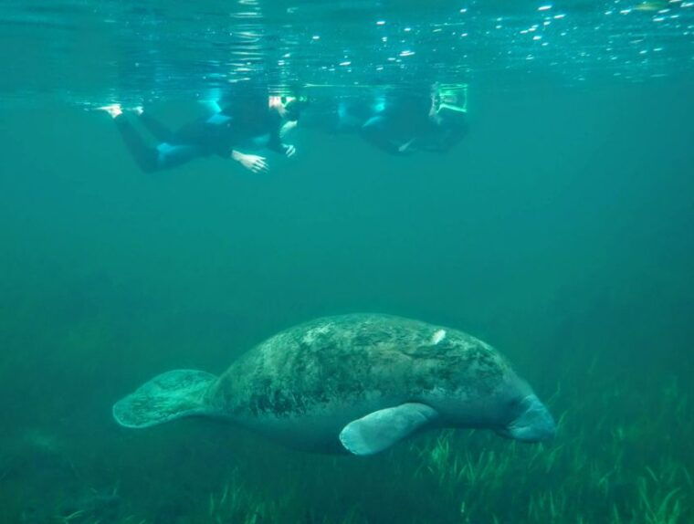 crystal-river-manatee-swim-group-tour