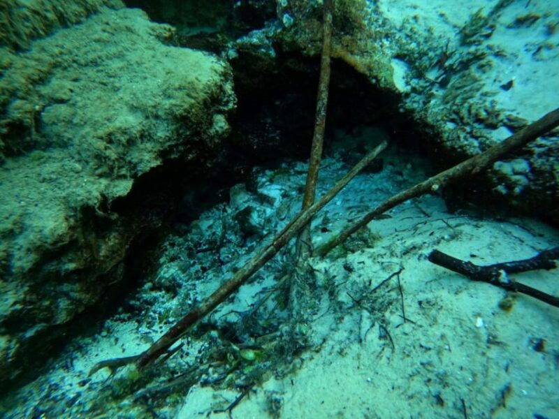 crystal-river-springs-snorkeling-tour