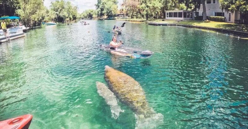 crystal-river-vip-clear-kayak-springs-and-manatee-ecotour