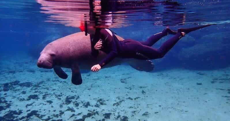 Crystal River: VIP Kayak and Swim with Manatees Tour - Key Points