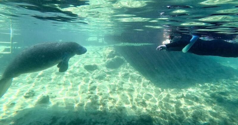 Crystal River: VIP Kayak and Swim with Manatees Tour - Practical Tips for Your Adventure