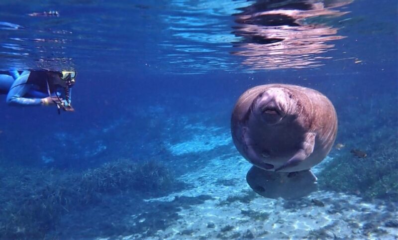 Crystal River: VIP Kayak and Swim with Manatees Tour - The Sum Up