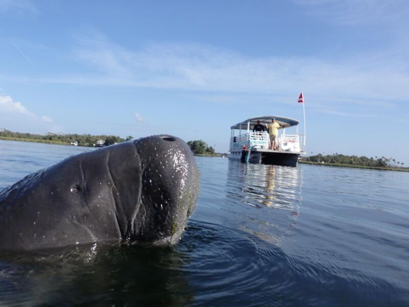 crystal-river-vip-manatee-swim-w-in-water-photographer