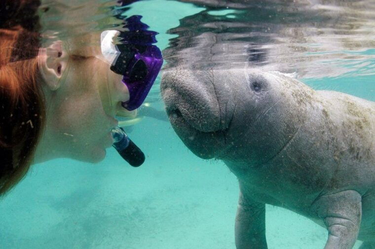 crystal-river-vip-manatee-swim-w-in-water-photographer
