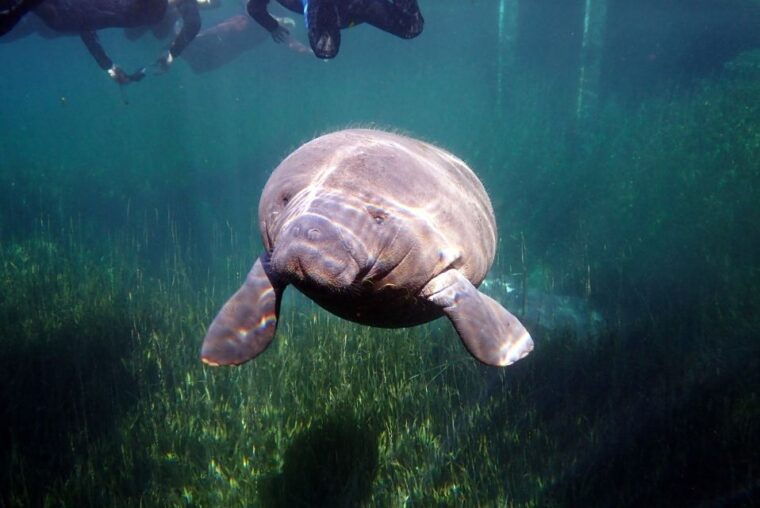 crystal-river-vip-manatee-swim-w-in-water-photographer