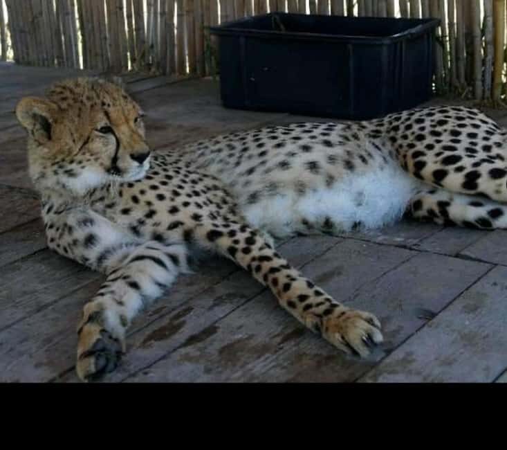 CT:Cheetah Sanctuary- Lion- big cats and Wine Tasting Tour - The Ultimate Blend of Wildlife and Wine: Cheetah Sanctuary, Lions, Big Cats, and Stellenbosch Wines