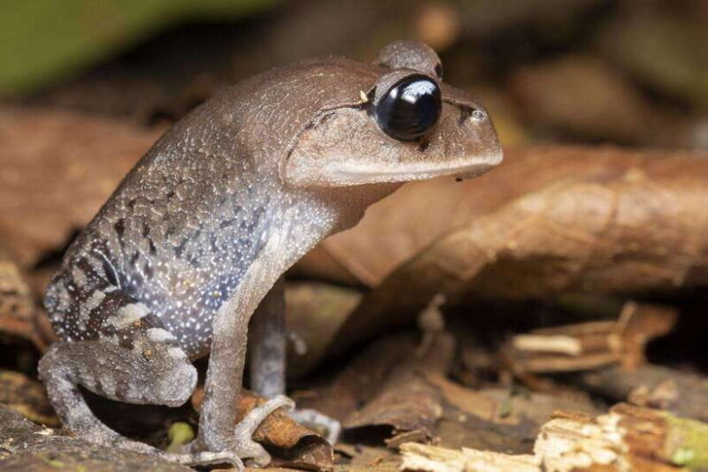 Cuc Phuong National Park Adventure: Nature Tour in 1 day - The Sum Up