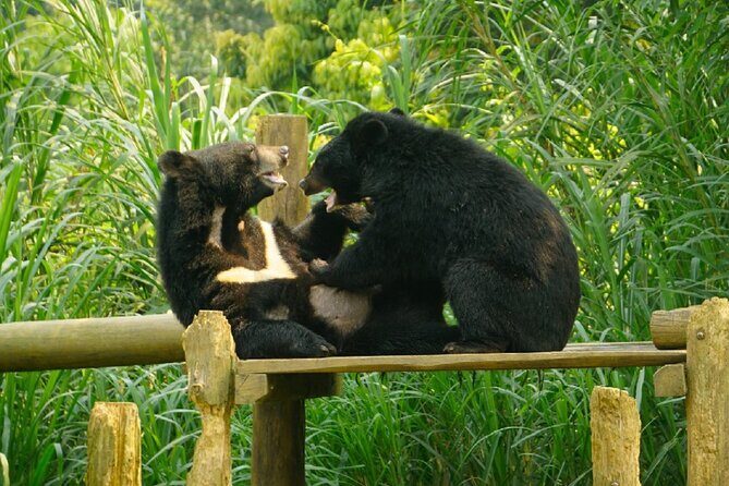 Cuc Phuong National Park and Bear Sanctuary Full Day Tour - The Sum Up