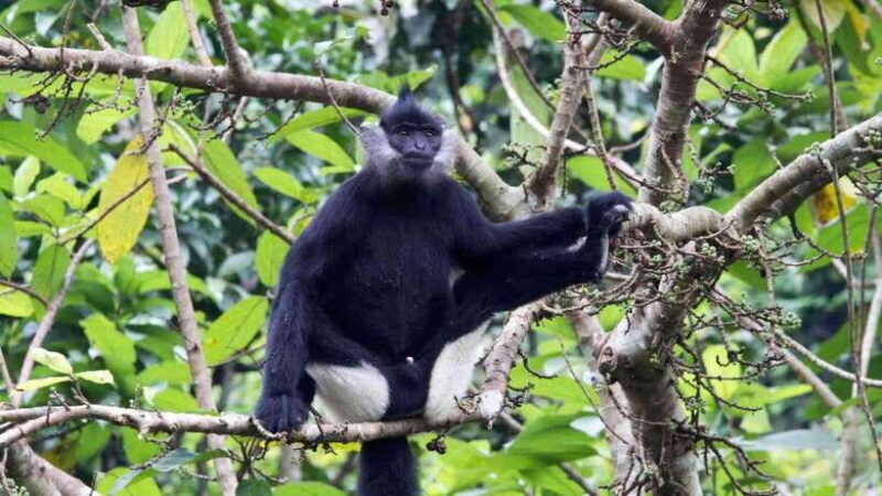 Cuc Phuong -Van Long Day Trip From Hanoi With Lunch/Transfer - Introduction: Why This Day Trip Stands Out