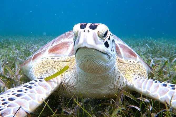 culebra-island-snorkel-and-turtle-adventure-with-ferry-transport