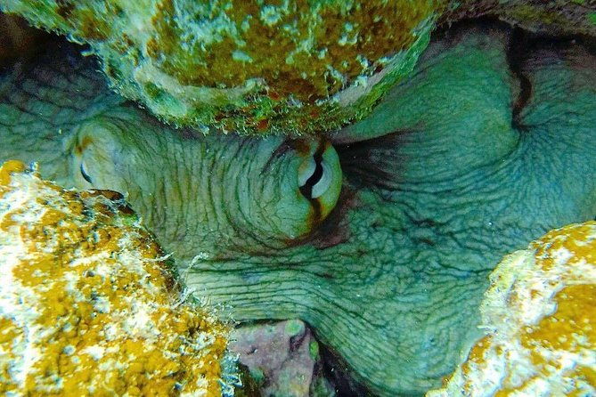 culebra-snorkeling-day-experience