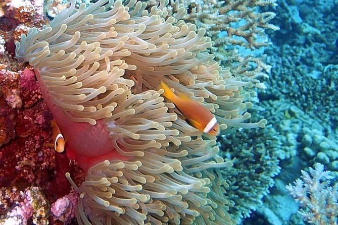 culebra-snorkeling-tour-with-transportation-from-san-juan